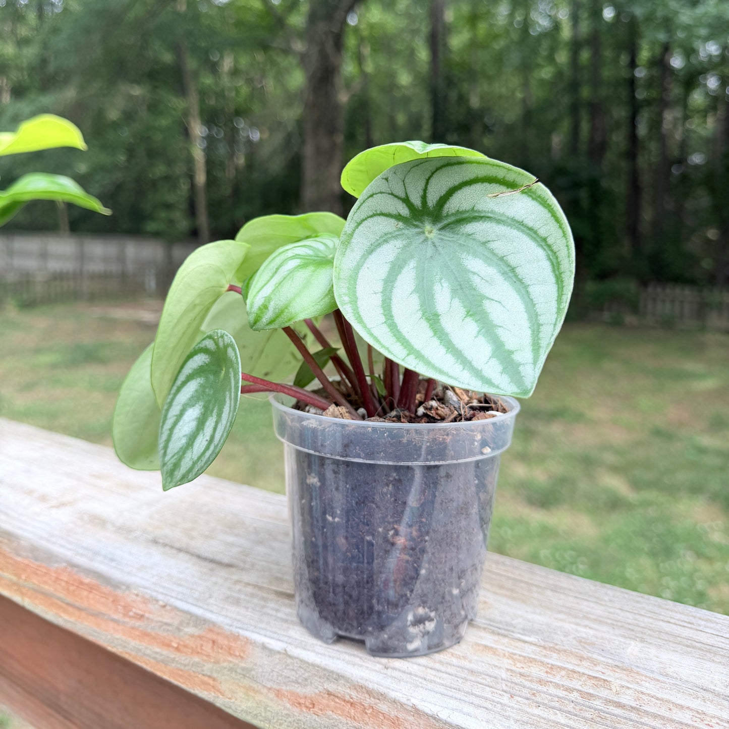 Peperomia Watermelon