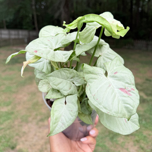 Syngonium 'Milk Confetti'