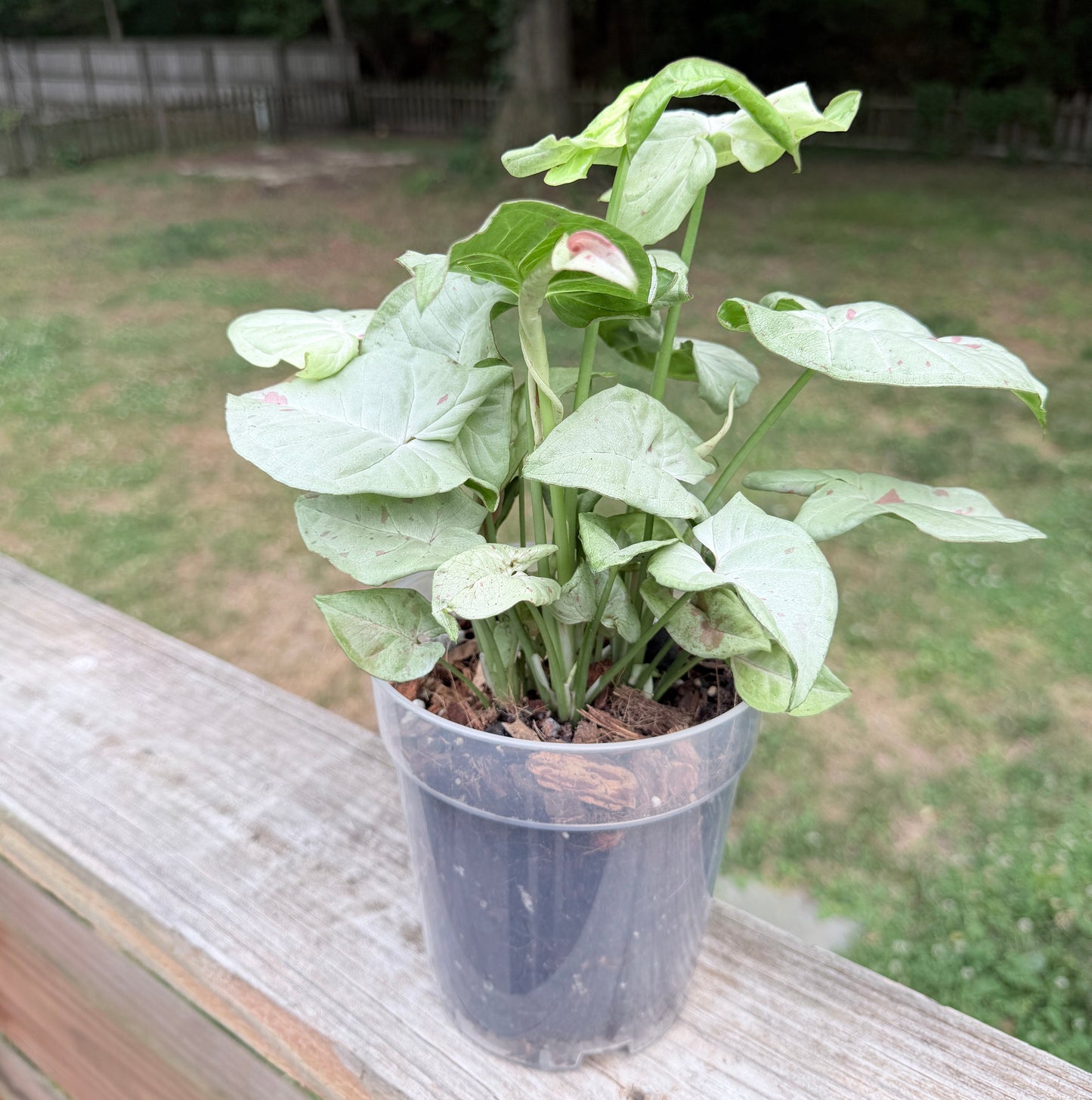 Syngonium 'Milk Confetti'
