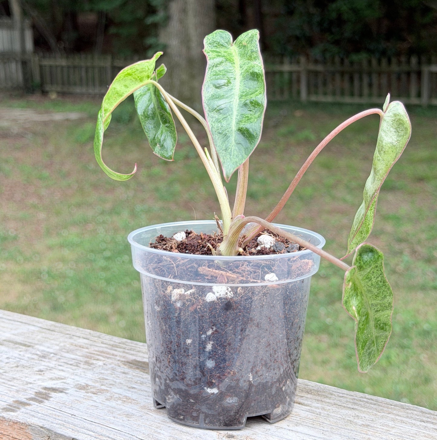 Philodendron Paraiso Verde