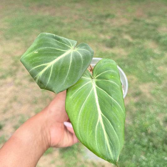 Philodendron Gloriosum
