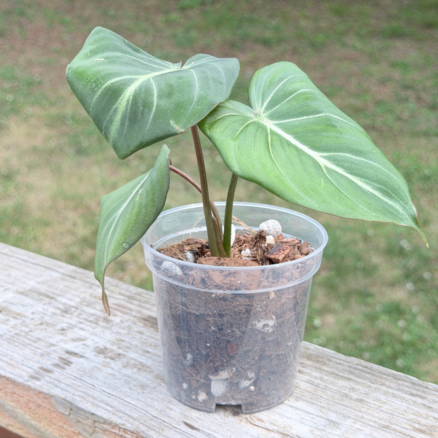 Philodendron Gloriosum