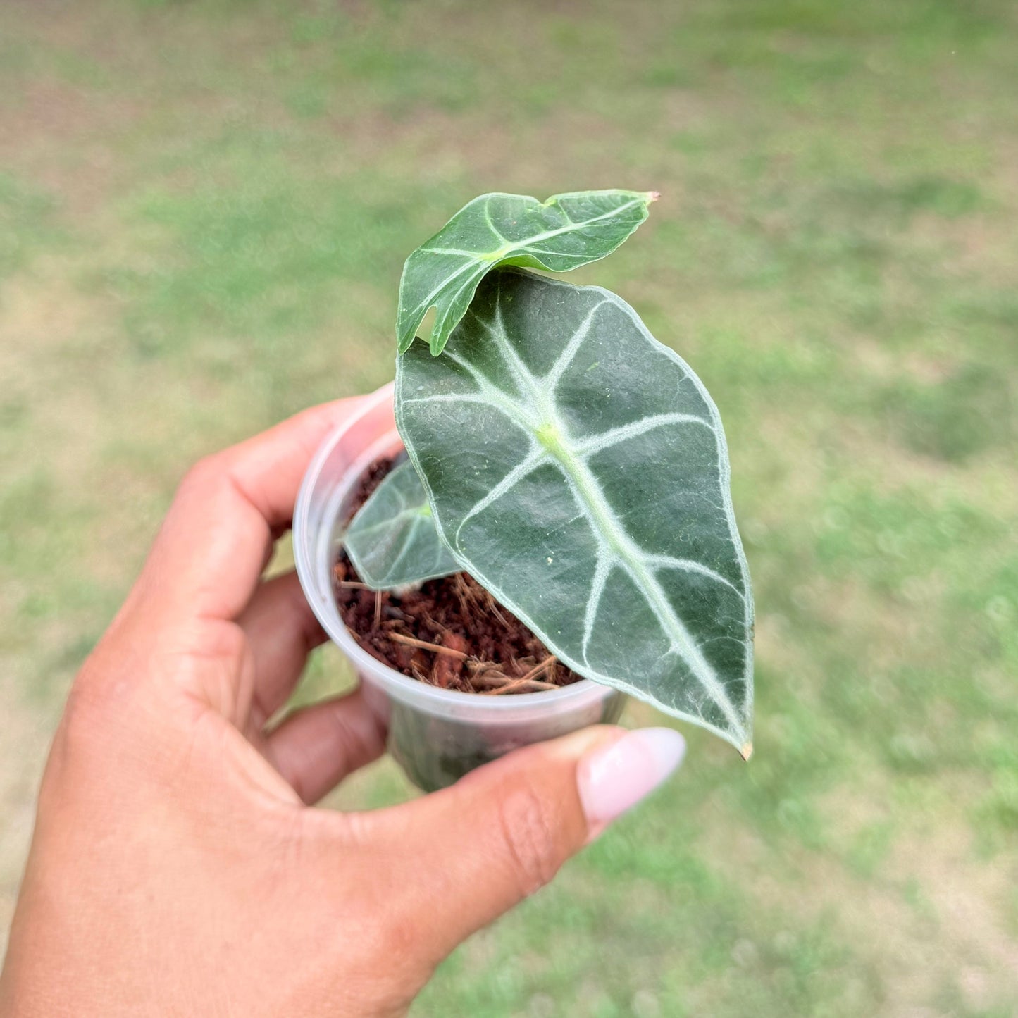 Alocasia Polly