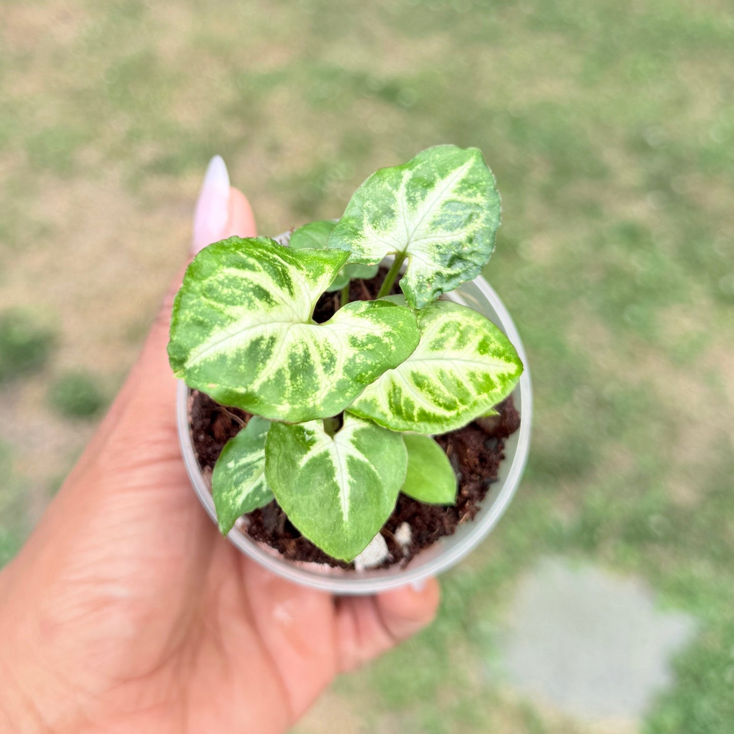 Syngonium Glo Go