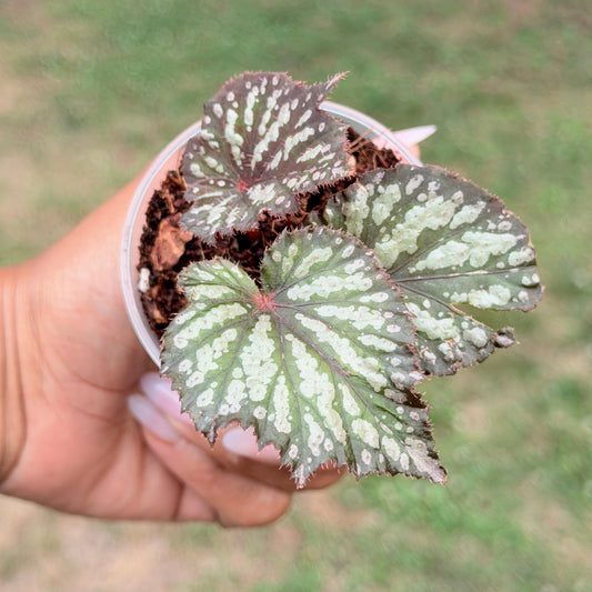 Begonia Rex Summer Storm