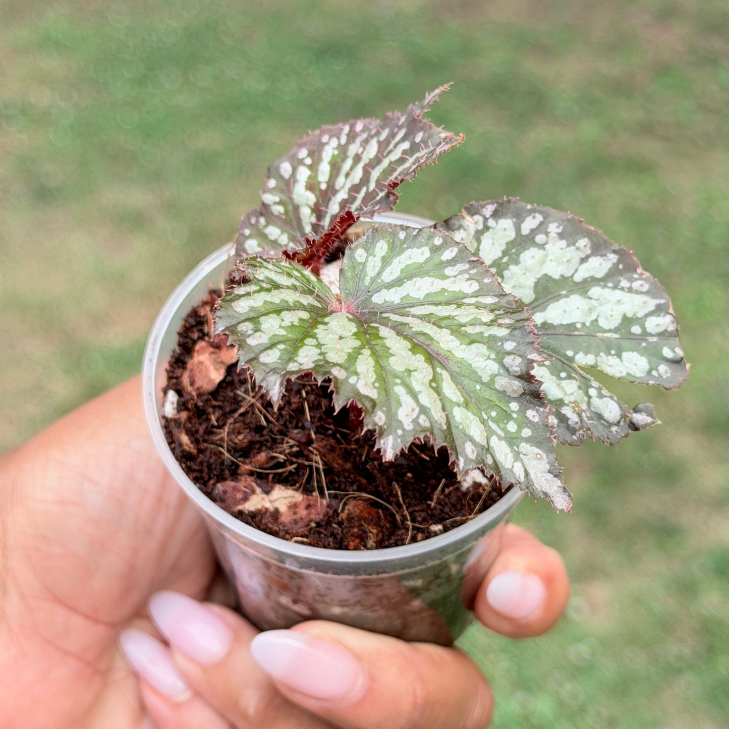 Begonia Rex Summer Storm