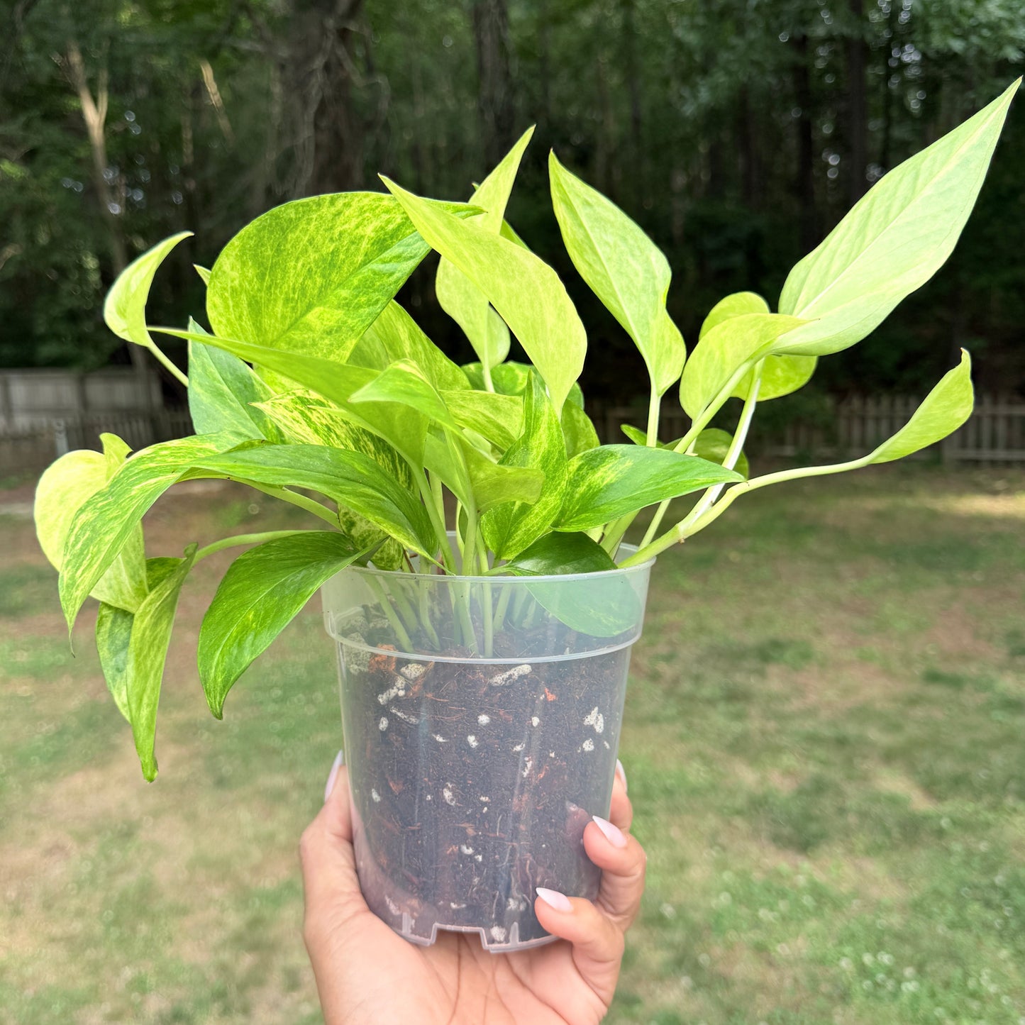 Pothos 'Neon Queen'