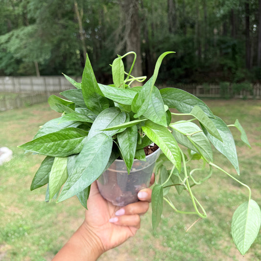 Pothos Cebu Blue