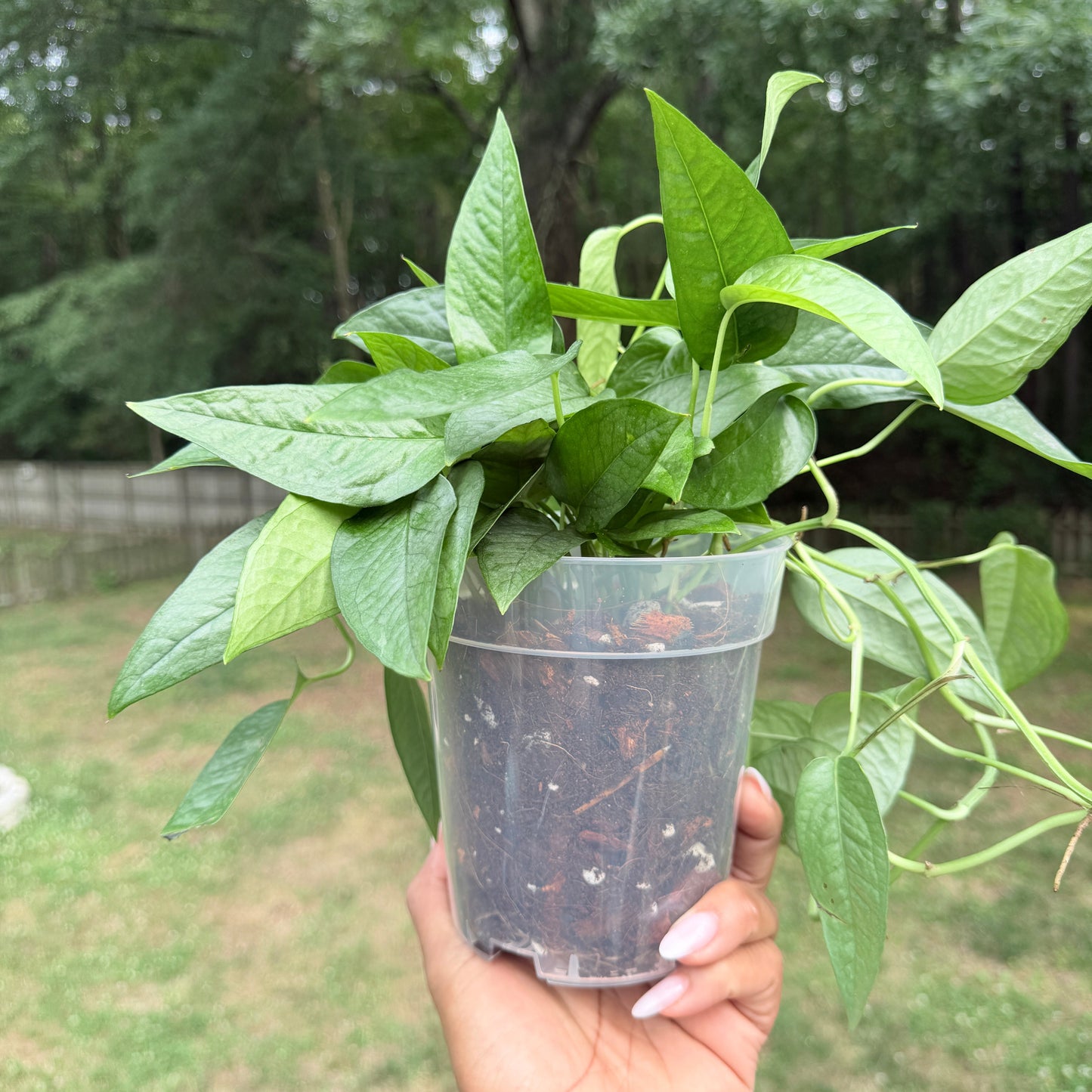 Pothos Cebu Blue