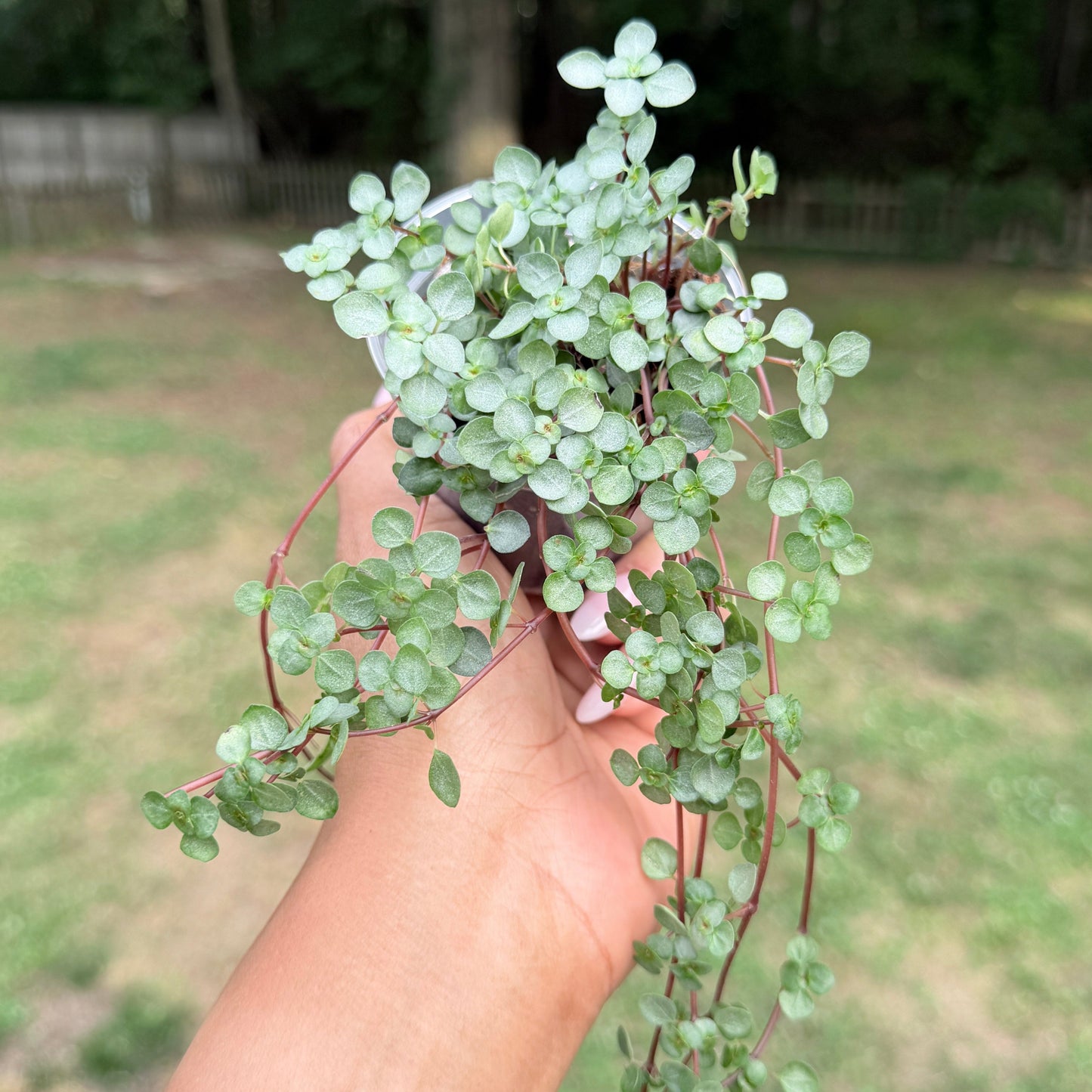 Silver Nettle Sparkle
